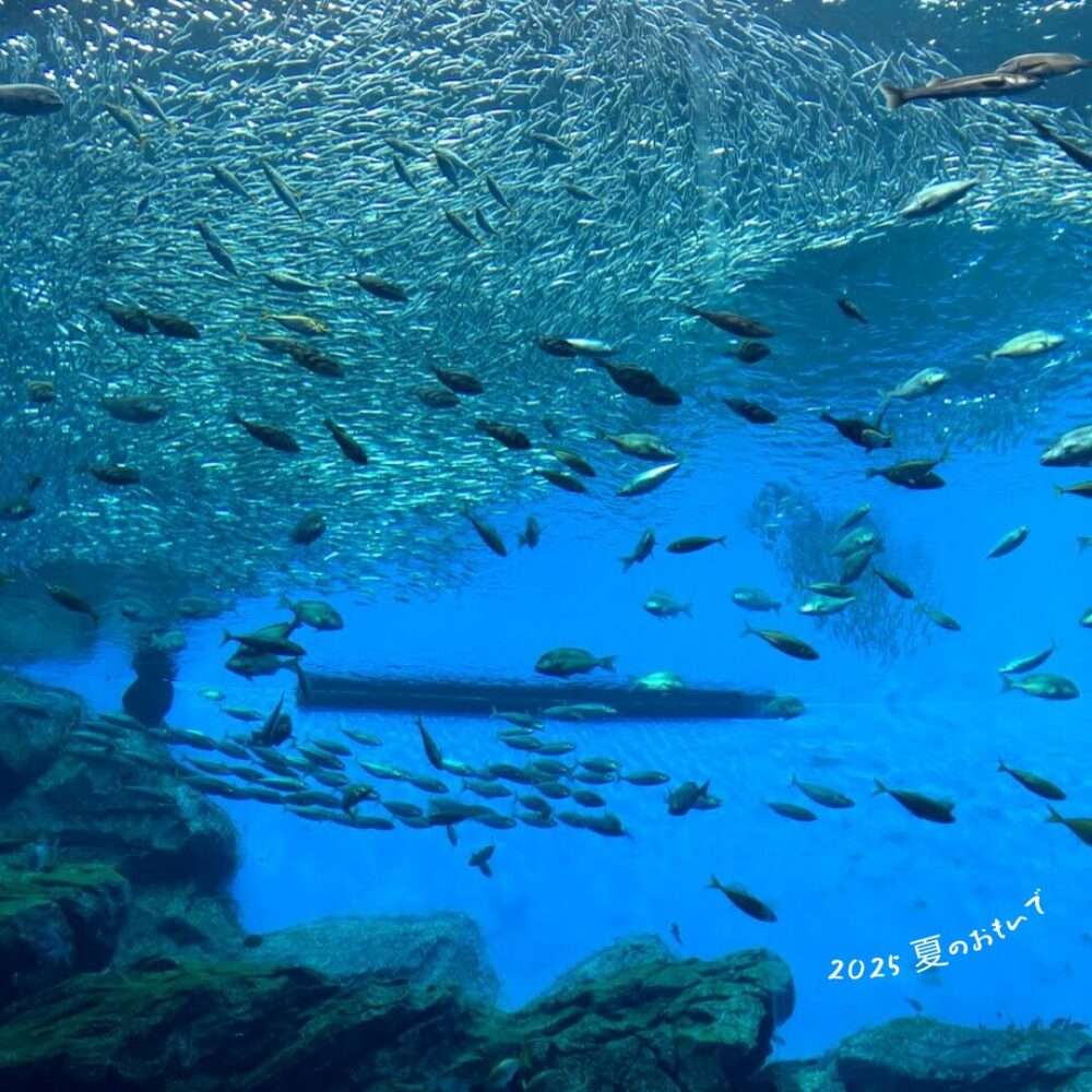 仙台うみの杜水族館の回遊魚